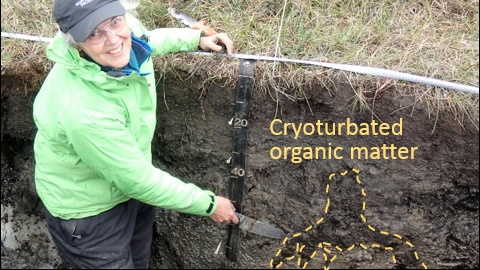 Photo of permafrost-region soil with cryoturbated organic matter highlighted