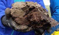 Figure 1. Relatively undecomposed organic matter cryoturbated with mineral soil from the upper permafrost.